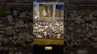 Vimeral and lixen दवा कैसे दे💊 youtube poultry farming trending shortsfeed poultrydays [upl. by Ettenor890]