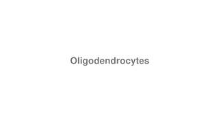 How to Pronounce quotOligodendrocytesquot [upl. by Grayson]