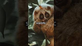 Slow Lories in folk medicine True or myth [upl. by Aracahs]