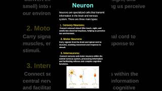 NEURON  Types of neuron  sensory  motor  interneuron [upl. by Haimes]