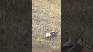 BIG BUCK HAMMERED🤩 killshot hunting riflehunting deer muleybuck montana hunters [upl. by Anerahs207]