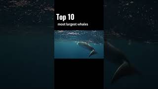 Whale Wonders Discover the Oceans Majestic Giants wildlife africananimal wildlifediversity [upl. by Dnalyar]