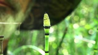 Equisetum hyemale releases spores [upl. by Nitsyrk879]