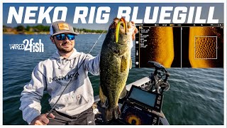 Neko Rig Tips for Bass Around Bluegill Beds [upl. by Tedra]