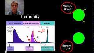 The Immune System [upl. by Aineg]