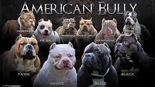 American Bully Colors Which color is the most preferred [upl. by Oirevas]