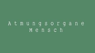 Die Atmungsorgane des Menschen  Biologie  Mensch [upl. by Ajna]