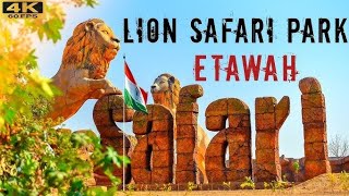 Etawa lion safari trip quot ख़तरनाक तदुओ से मुलाक़ात quot [upl. by Torruella32]