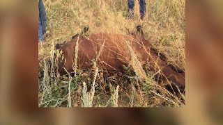 Investigation continues into the deaths of horses in Roosevelt County [upl. by Sonahpets61]