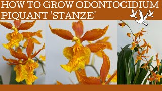 How to grow Odontocidium Piquant Stanze a fabulous orange bloomed Oncidium alliance hybrid [upl. by Ailssa689]