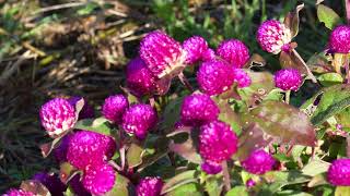 やっと秋！ ㉔センニチコウ！ Globe amaranth [upl. by Schoenberg]