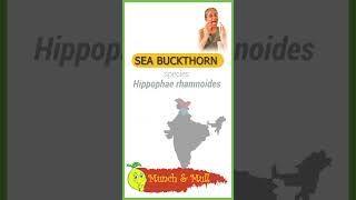 Ladakh Sea Buckthorn Berry  Sea Buckthorn Health Benefits seabuckthorn [upl. by Ettesus]