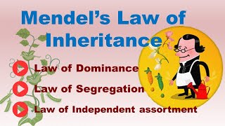 Mendels Law of Inheritance  3 Mendelian Law of Inheritance  ABT Gurukul [upl. by Nomzaj324]