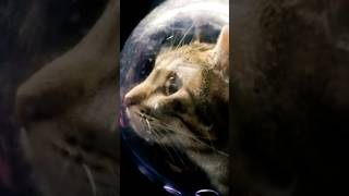 Meet the First Animals Who Explored Space [upl. by Leban536]