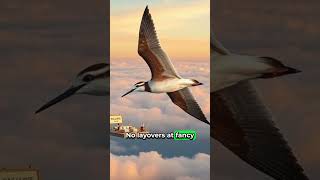 Bartailed Godwit Nonstop Flight Adventure [upl. by Lillywhite149]