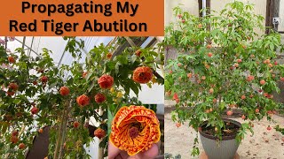 Propagating My Red Tiger AbutilonMy 1 BEST SELLING PLANT [upl. by Ardnua]