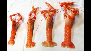 Buy amp Cook Live Scottish Langoustines [upl. by Hiasi925]