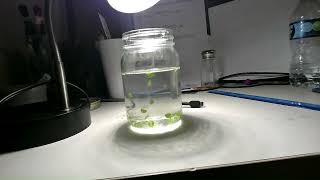 Photosynthesis Experiment [upl. by Jasmin]