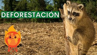 ¿Qué es la DEFORESTACIÓN Causas consecuencias y posibles soluciones [upl. by Uhej]