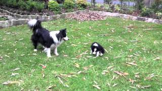 Cutest Border Collie puppy playing ever [upl. by Akeihsat]