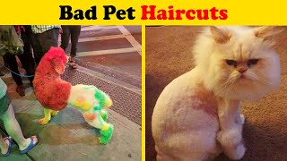 Bad Pet Haircuts That Should’ve Never Been Done New Pics  World Illustration [upl. by Wenz]