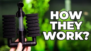 How Do Sponge Filters Work [upl. by Kokaras]