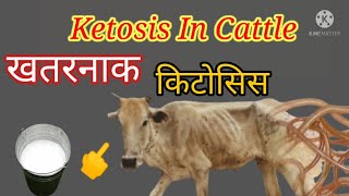 Ketosis in cattle symptoms and treatment किटोसिस बिमारी का इलाजकिटोसिस [upl. by Obie]