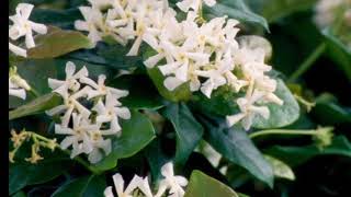 Plant Profile Madison Jasmine Star Jasmine Confederate Jasmine [upl. by Gav]