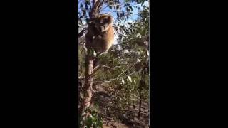 Dog vs Koala RARE ENCOUNTER [upl. by Stevana]