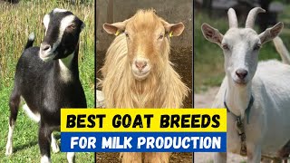 Top 10 Best Goat Breeds For Milk Production  Best goat For Milk amp High Profit [upl. by Aiclef569]