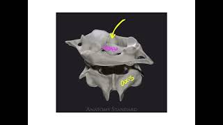 Dr Benaduce Vertebral column Axial Skeleton Lecture [upl. by Terrence]