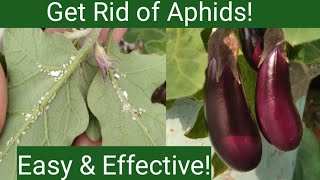 Home remedy to control Aphid on plants  How to get rid of Aphids [upl. by Strenta626]