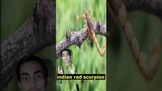 Indian Red Scorpion World Dangerous Scorpion Danger Scorpion shortsfeed youtubeshorts short [upl. by Arimihc868]