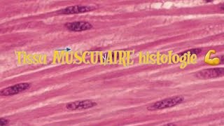 le tissu musculaire HISTOLOGIE [upl. by Htiaf]