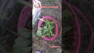 Juicy waterleaf harvest harvesting waterleaf tasteofhome vegetables vegetablegarden gardening [upl. by Kcirdderf268]