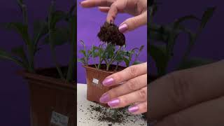 Bolchrysant stekken gardening garden cuttingskills [upl. by Ecurb]