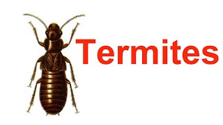 Termites  Introduction  Types  Losses  Control [upl. by Andree]