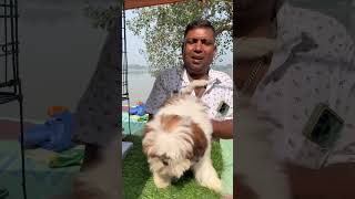 Lhasa Apso Puppy Sell Low Price kolkatapetmarket dogbreed pets puppies shorts [upl. by Nork]