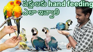 How to give hand feeding in small baby birds [upl. by Kean71]