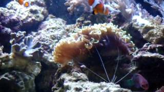 Pauls Red Sea Max 130d 1st Update [upl. by Sherry]