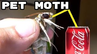 FEEDING Pet Moth What do moths eat Bart Coppens tutorial [upl. by Kaspar10]