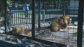 Bowmanville Zoo closes after controversy with owner [upl. by Nonnaihr]