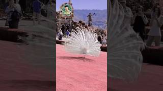 Peacock Tv shorts vairalvideo peacock [upl. by Arymas]