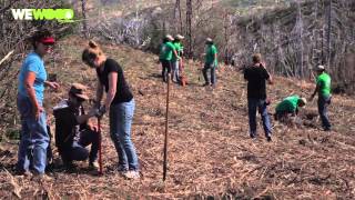 WeWOOD  Mountain Communities Wildfire ReLeaf Project Long Video [upl. by Eceinehs]