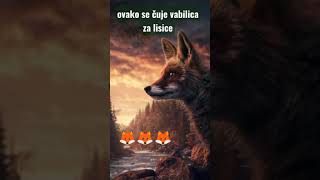 OVAKO SE ČUJE VABILICA ZA LISICE 🦊 [upl. by Favien377]