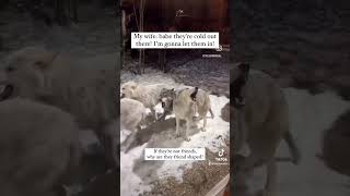 When Your Wife Wants to Help… a Pack of Wolves  Funny Husband Moments funny dadlife [upl. by Mercier102]