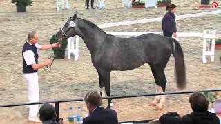 BelantisSamba Hit approved stallion  2013 for sale [upl. by Narod]