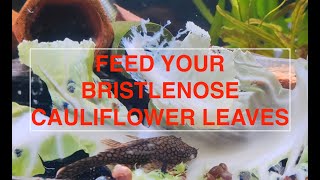 Bristlenose Plecos love cauliflower leaves  how to feed bristlenose plecos [upl. by Nevak471]