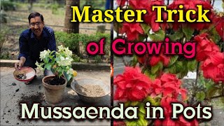 Grow Mussaenda in Pots using this Master Trick [upl. by Eliezer]