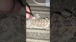 Removing My Bearded Dragons Shed Skin [upl. by Oap800]